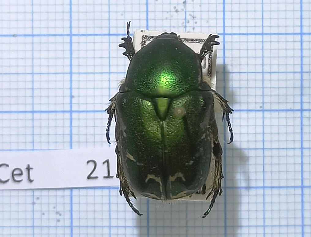 Cetoniinae #021, Russia