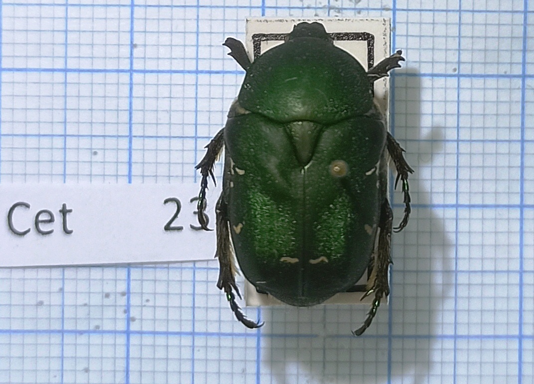 Cetoniinae #023, Armenia