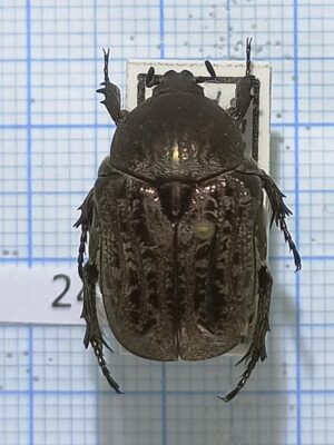 Cetoniinae #024, Uzbekistan