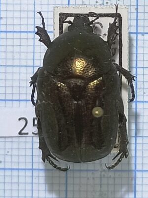 Cetoniinae #025, Uzbekistan