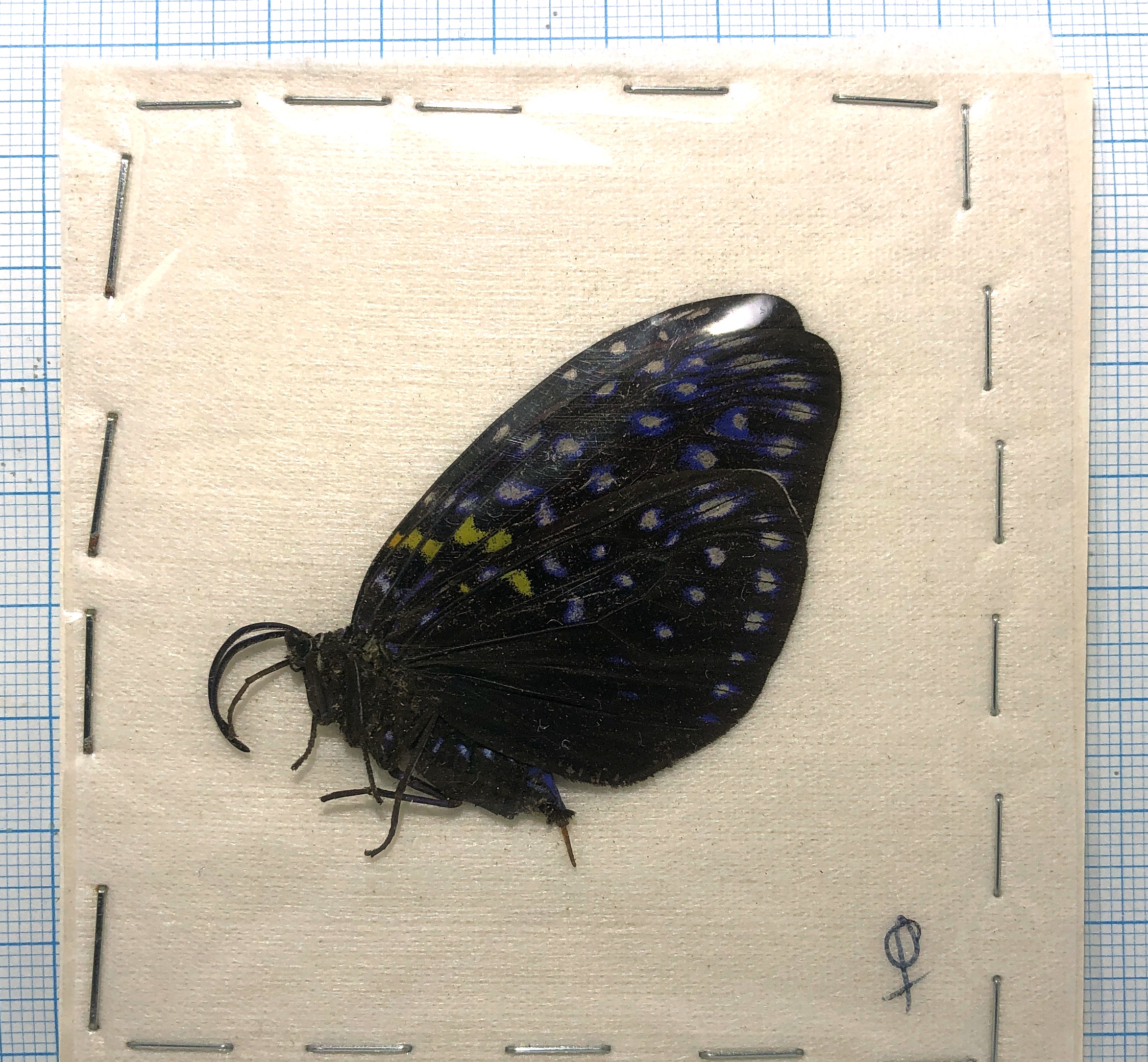 Erasmia sanguiflua, female, Vietnam — изображение 2