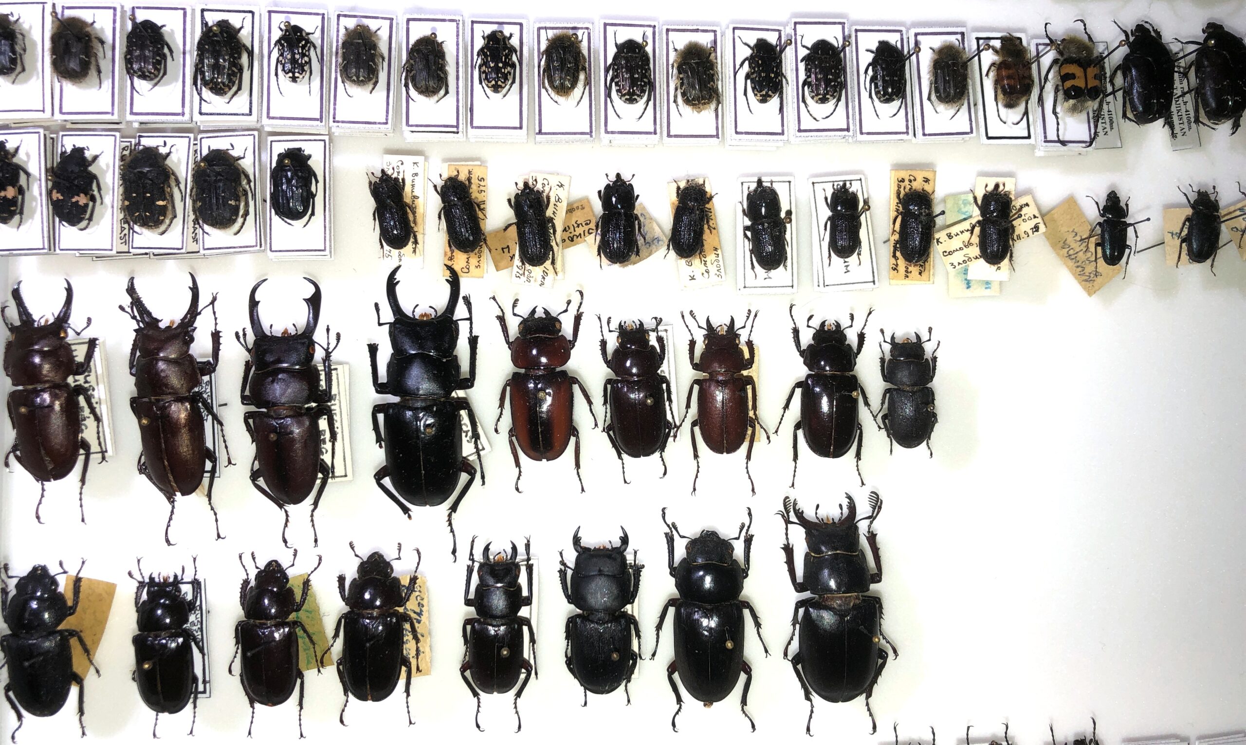 Coleoptera (Lucanidae, Cetoniinae, etc.) 168 pcs, different regions. — изображение 2