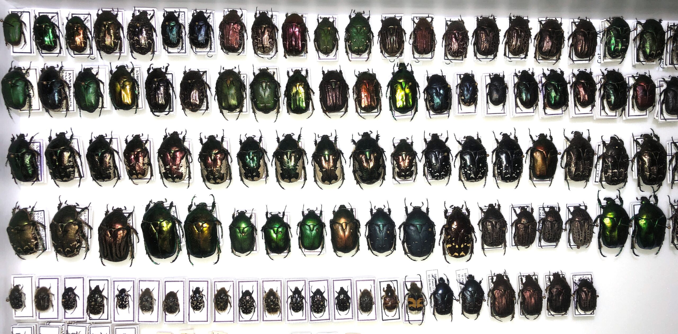 Coleoptera (Lucanidae, Cetoniinae, etc.) 168 pcs, different regions. — изображение 3
