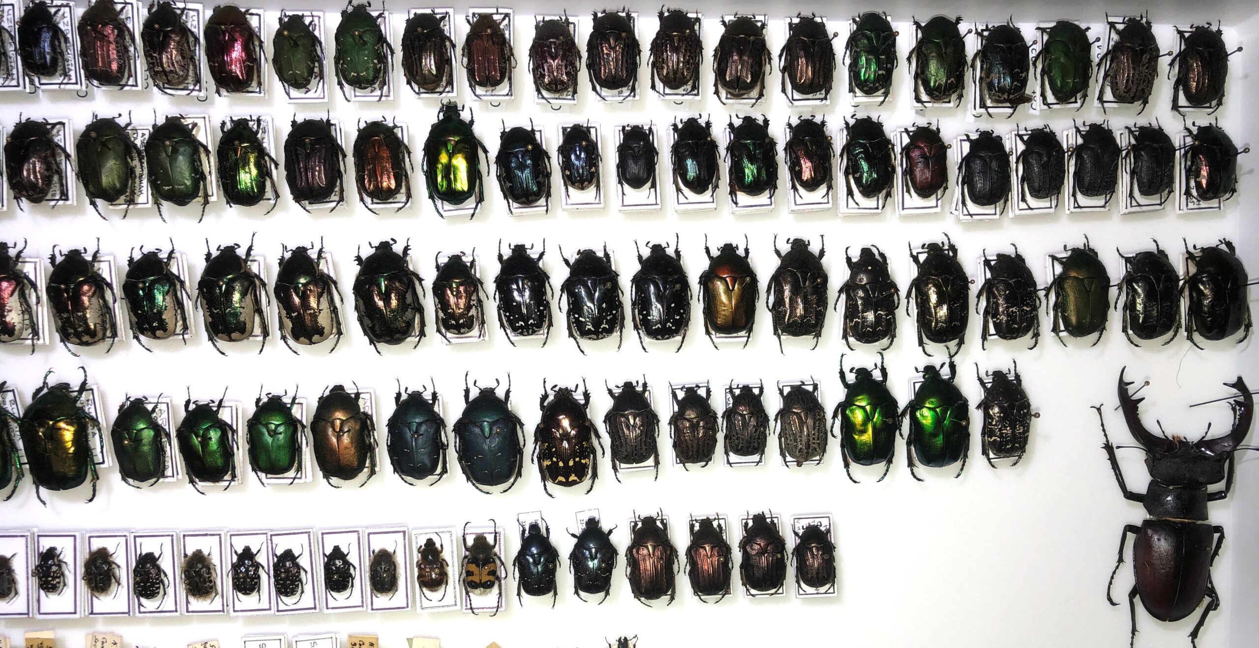 Coleoptera (Lucanidae, Cetoniinae, etc.) 168 pcs, different regions. — изображение 4