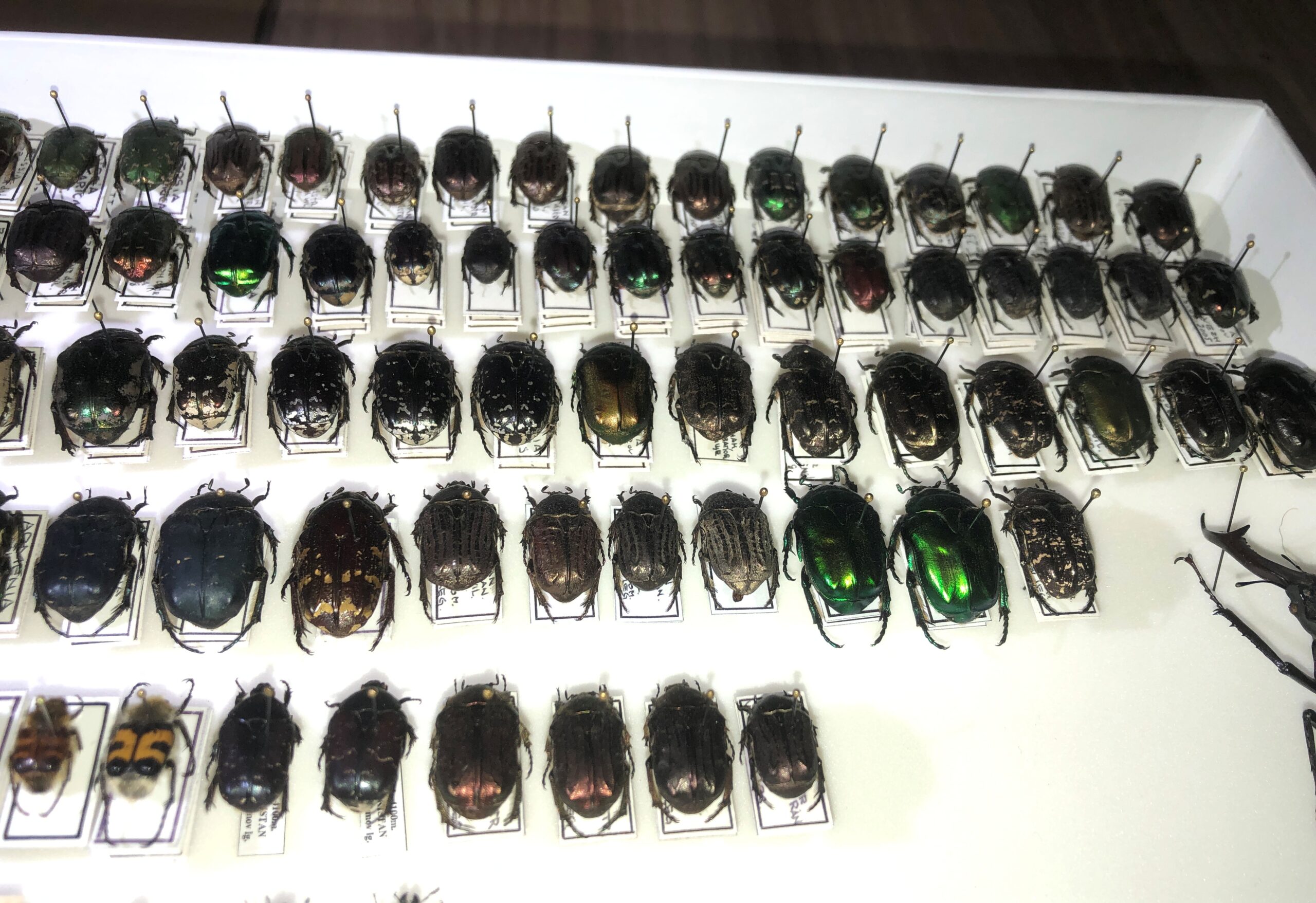 Coleoptera (Lucanidae, Cetoniinae, etc.) 168 pcs, different regions. — изображение 7