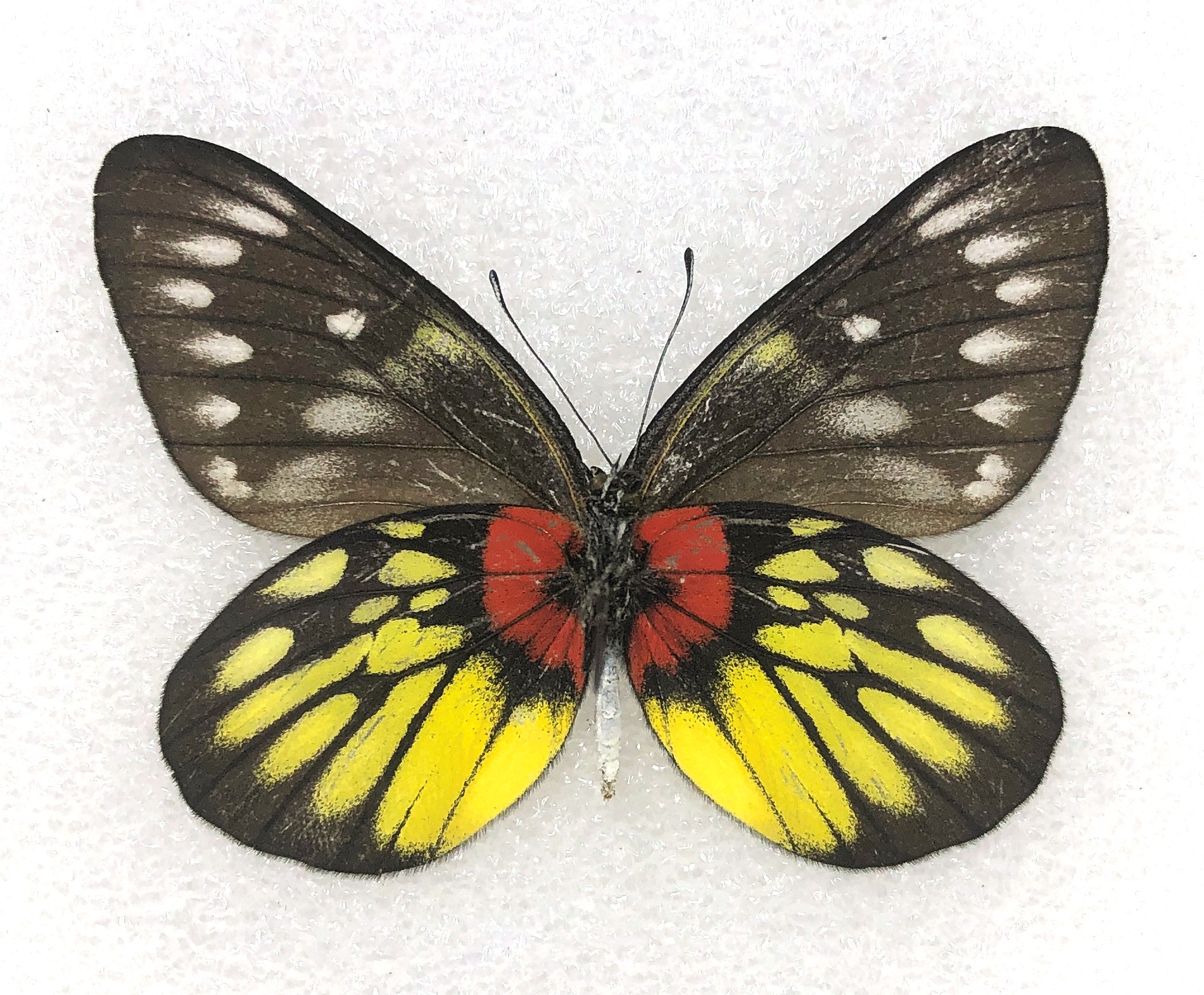 Delias pasithoe, A-, Pair, China — изображение 3