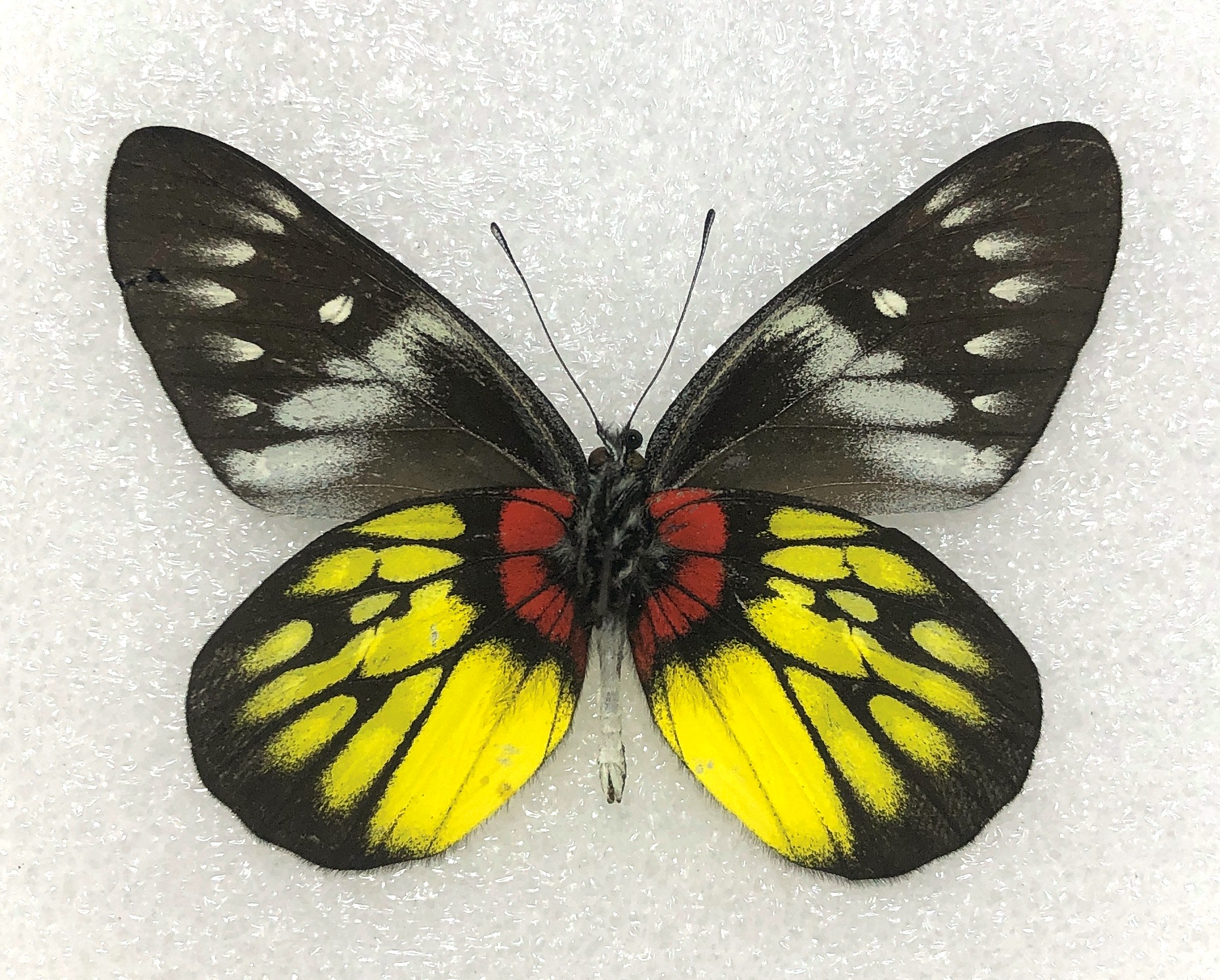 Delias pasithoe, A-, Pair, China — изображение 2