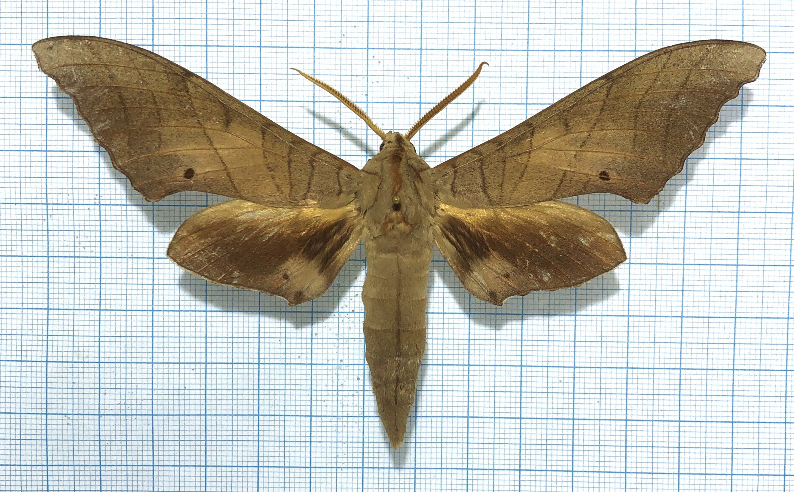 Marumba sperchius, male, A-, Vietnam