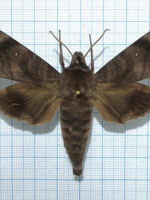 Acosmeryx shervillii (pseudonaga), male, A-, Vietnam