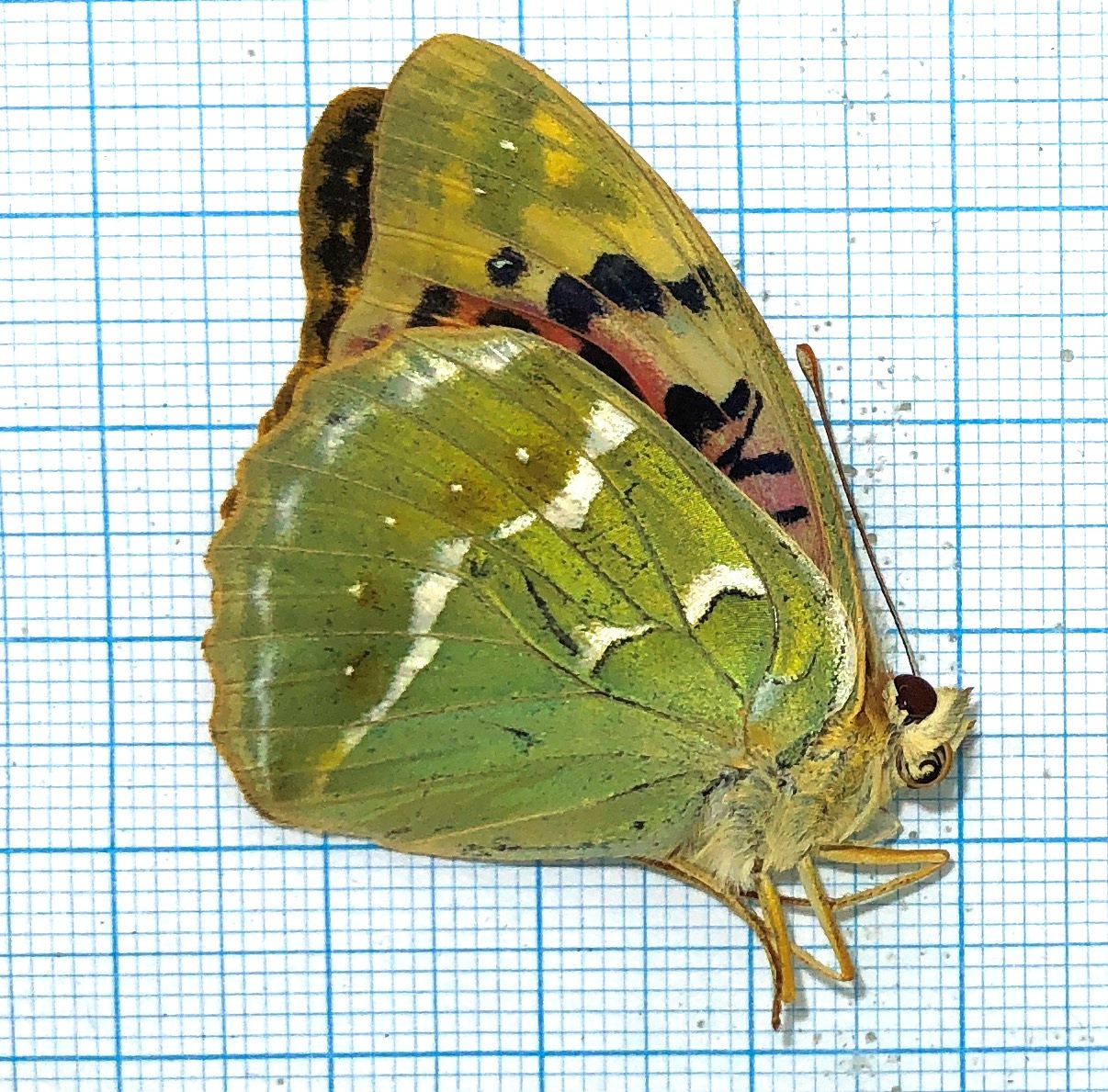 Argynnis pandora, pair, Georgia — изображение 3