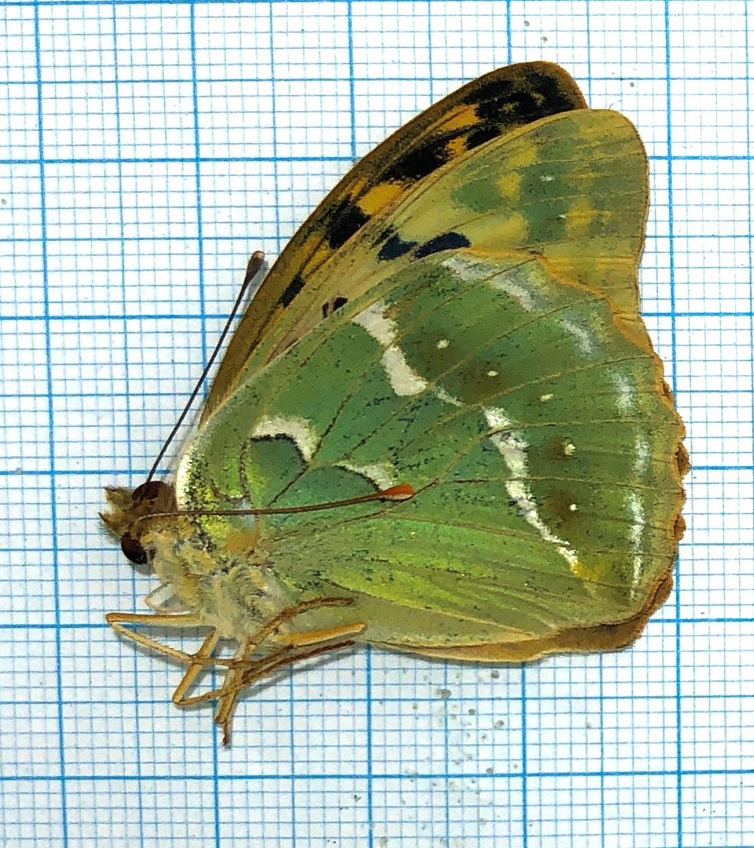 Argynnis pandora, pair, Georgia — изображение 4