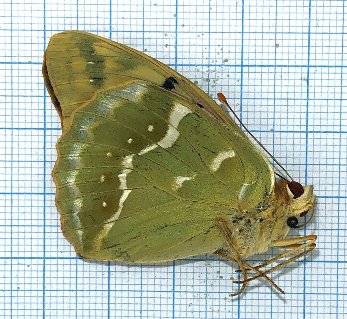 Argynnis pandora, pair, Georgia
