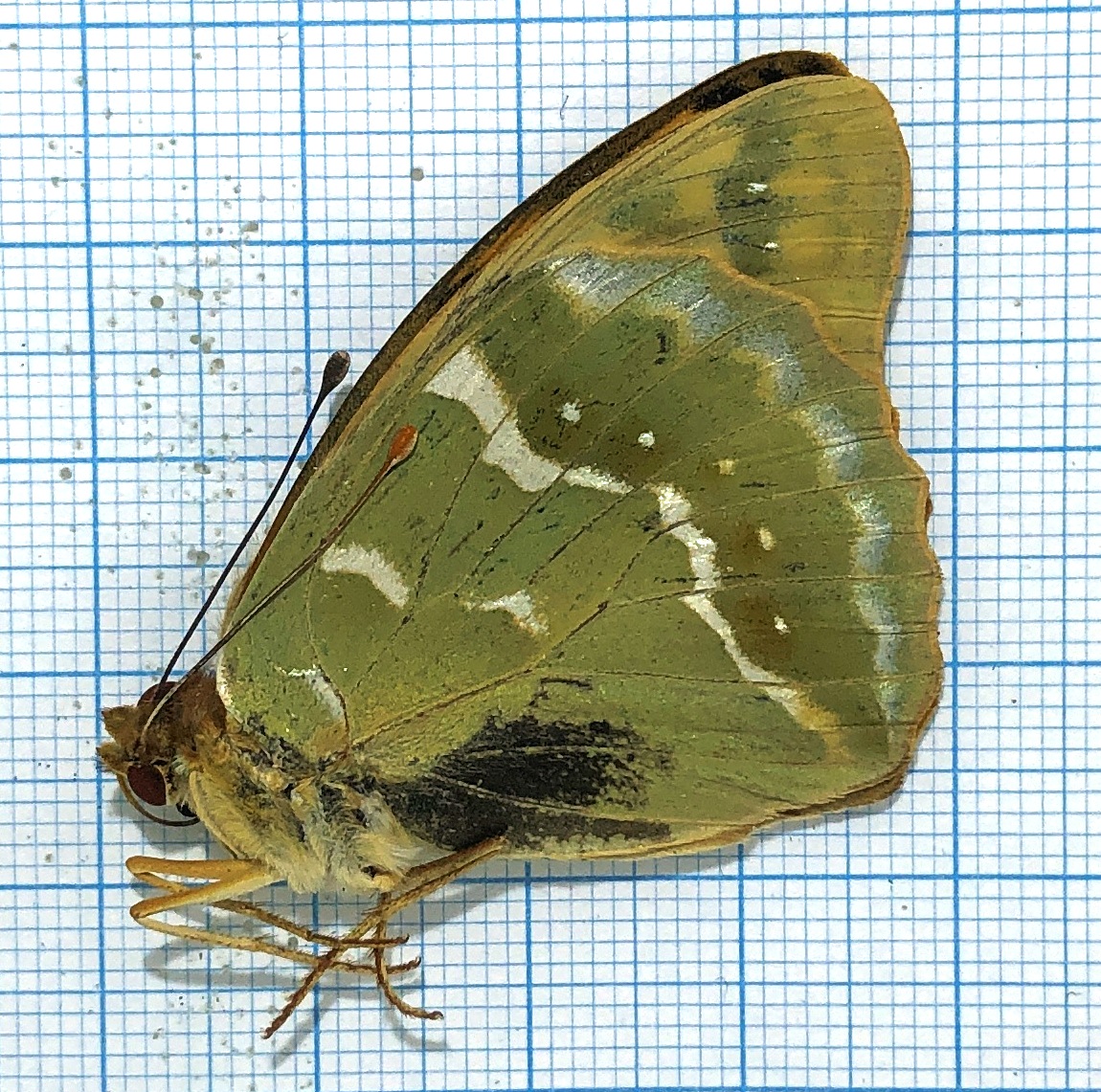 Argynnis pandora, pair, Georgia — изображение 2