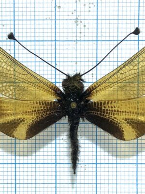 Ascalaphidae. Libelloides hispanicus, Georgia