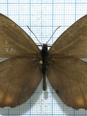 Oeneis magna magna, male, good A2, Transbaikalia