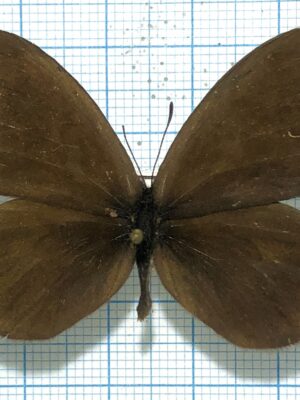 Erebia meta issyka, male, good A2, Kyrgyzstan