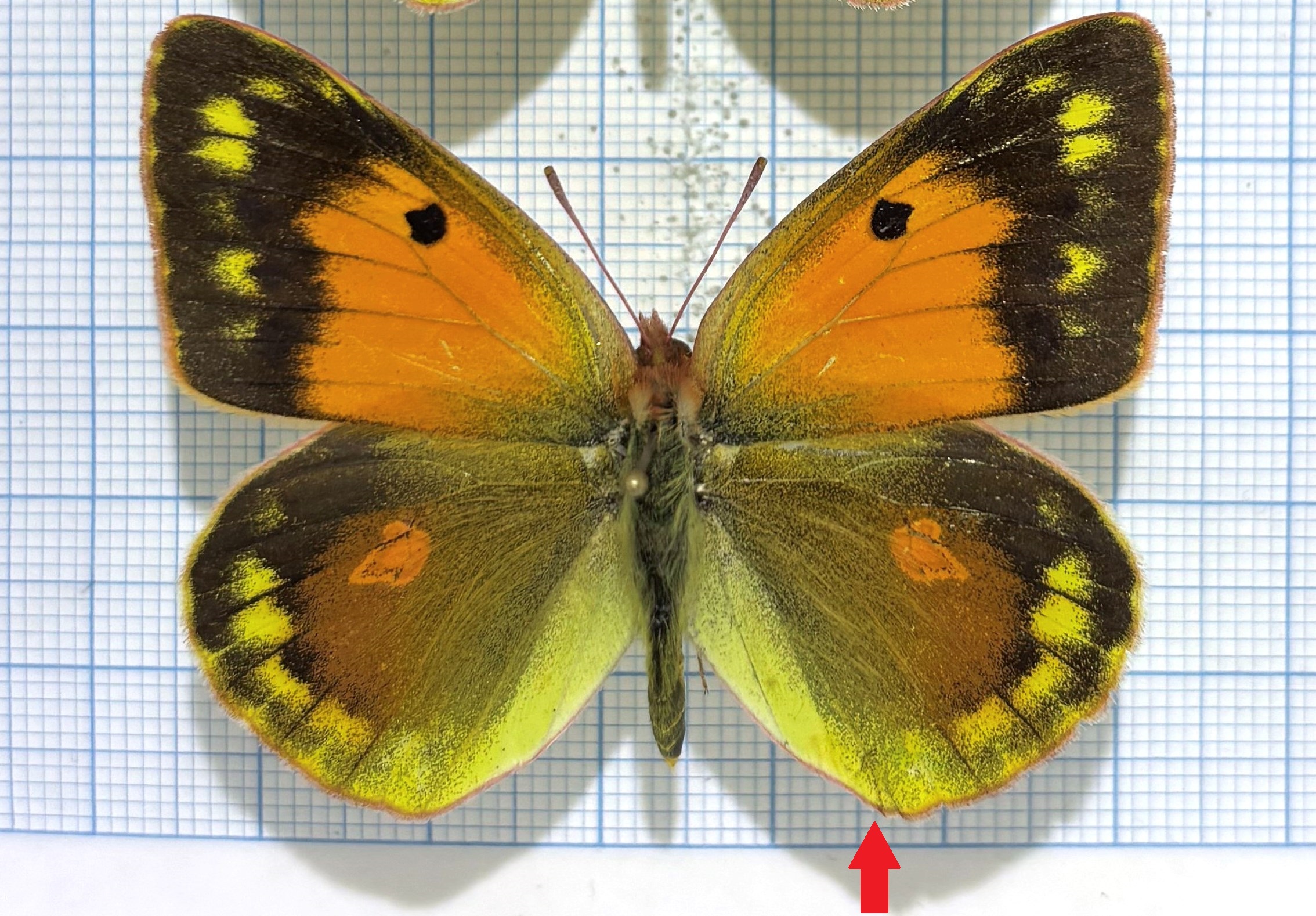 Colias romanovi, Pair, Kyrgyzstan — изображение 2