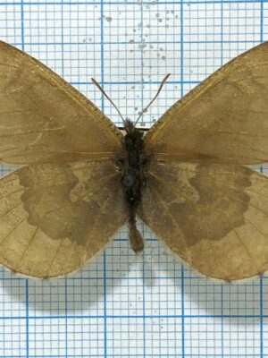 Oeneis ammon, male, A1-, Altai