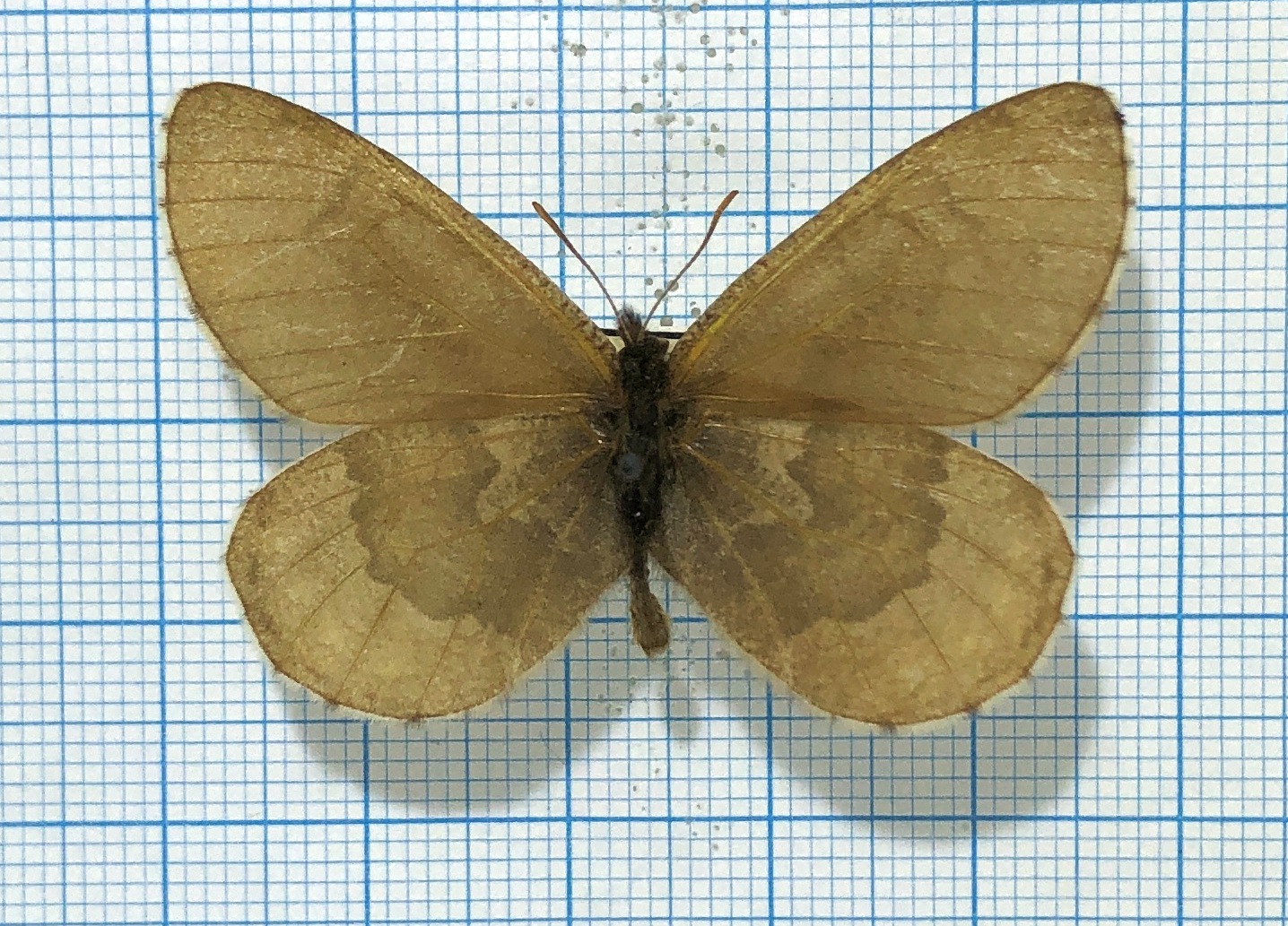 Oeneis ammon, male, A1-, Altai