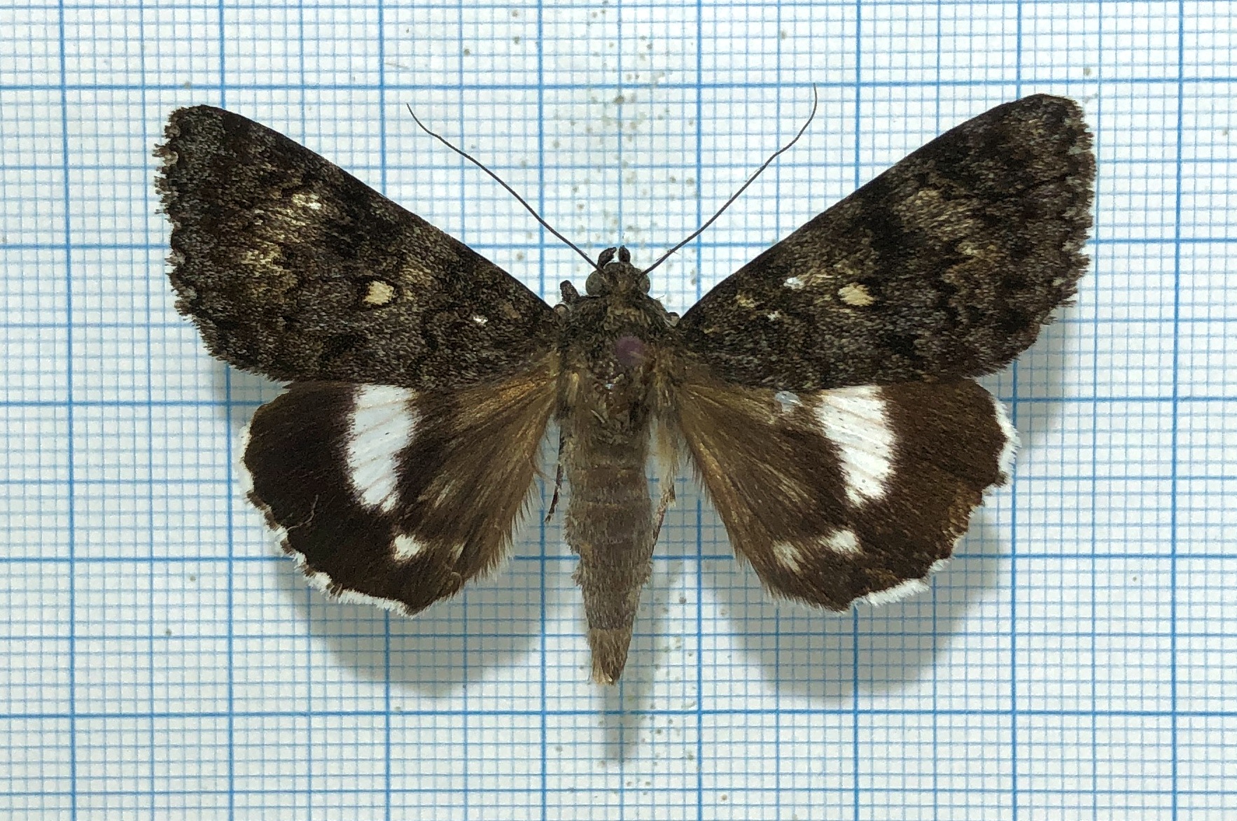 Catocala actaea, male, good A2 Russsia, Far East
