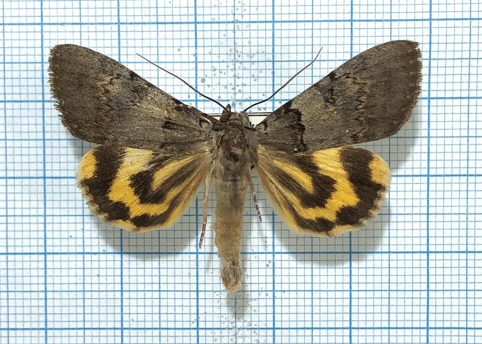 Catocala danilovi, male, A1-, Russsia, Far East