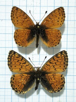 Boloria generator, pair, A-, Kyrgyzstan