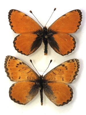 Melitaea fergana grumi, pair, A1-, Tadjikiistan