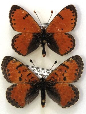 Melitaea lunulata lunulata, pair, A-, Uzbekistan