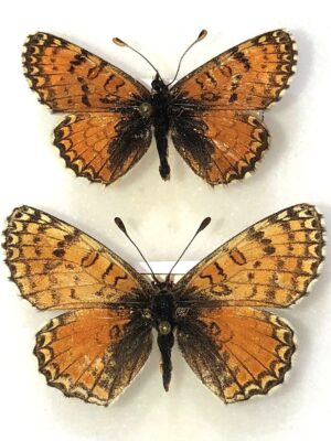 Melitaea pallas pseudobalbina, pair, A-, Tadjikiistan