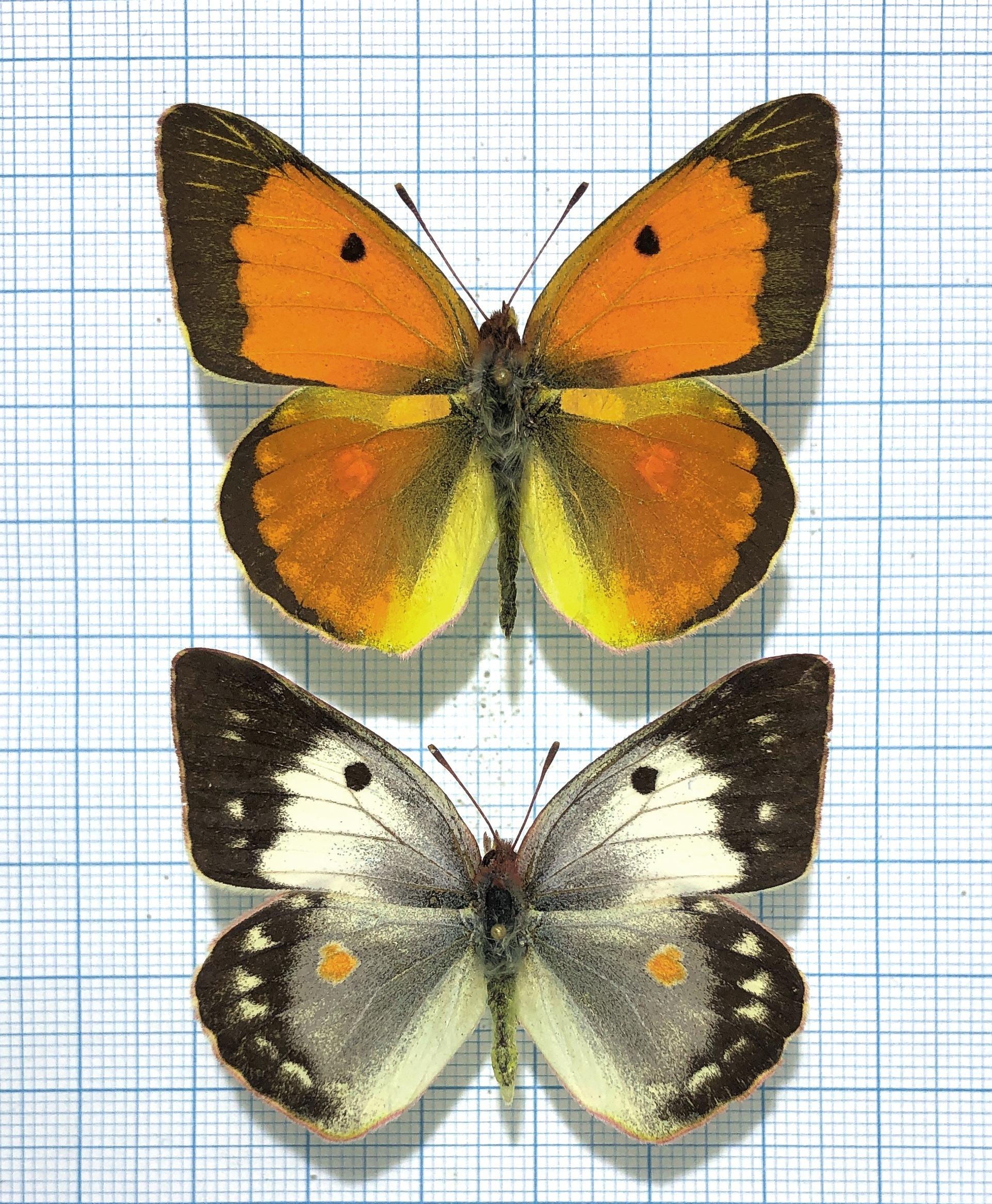 Lepidoptera. Colias caucasica, A-, Pair, Georgia. Rare! — изображение 2