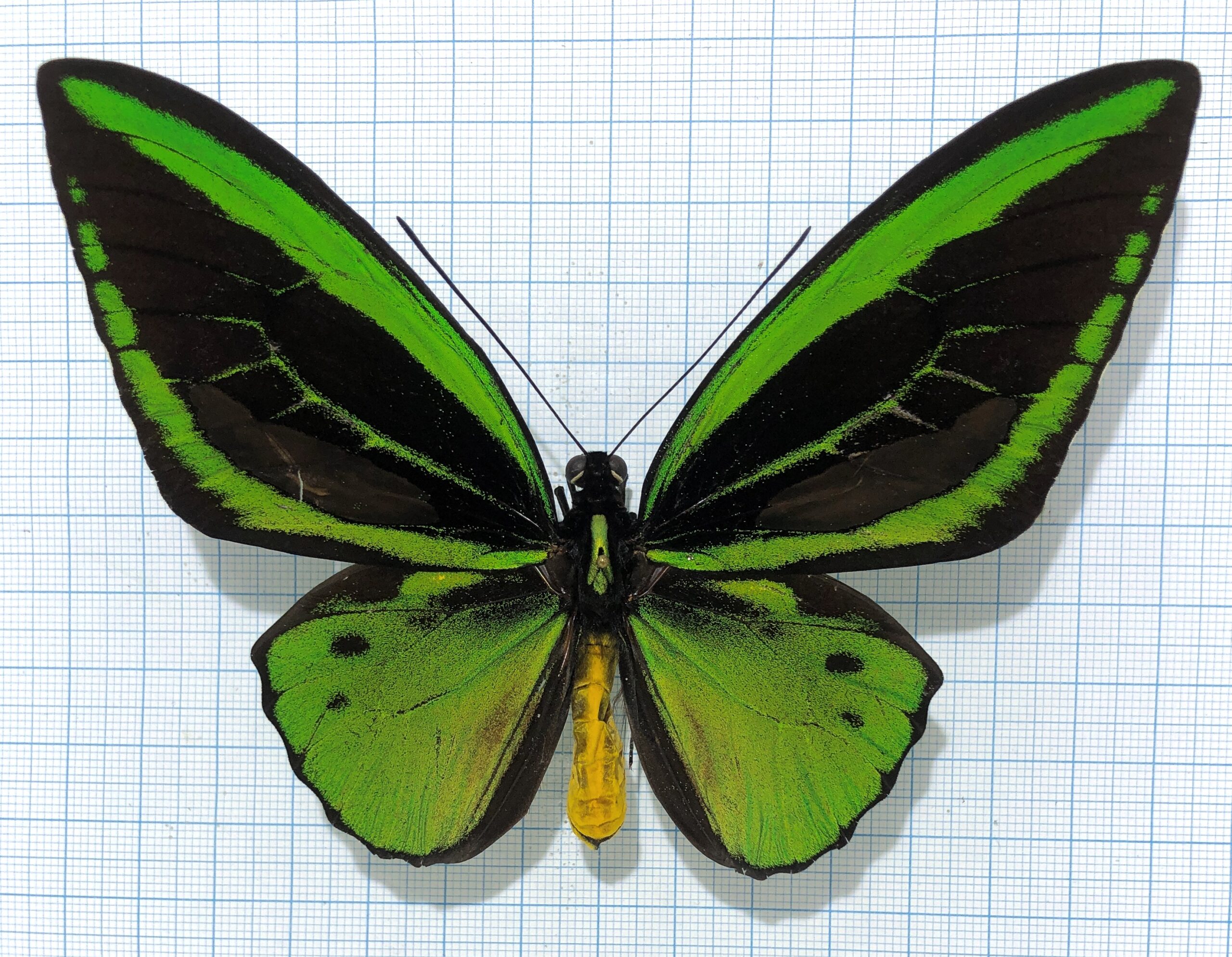 Ornithoptera priamus poseidon, male, A1-, Indonesia