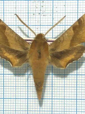 Deilephila (porcellus) suellus, male, A-, Armenia