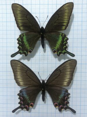 Papilio (Achillides) maackii, pair, A1-, Russia. Spring form!