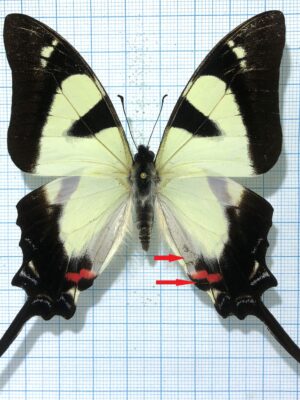 Eurytides orabilis isocharis, male, A2, Ecuador