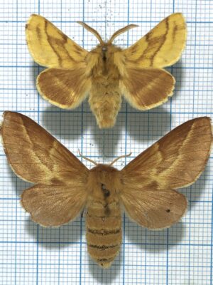 Malacosoma castrensis, pair, A-, Slovakia