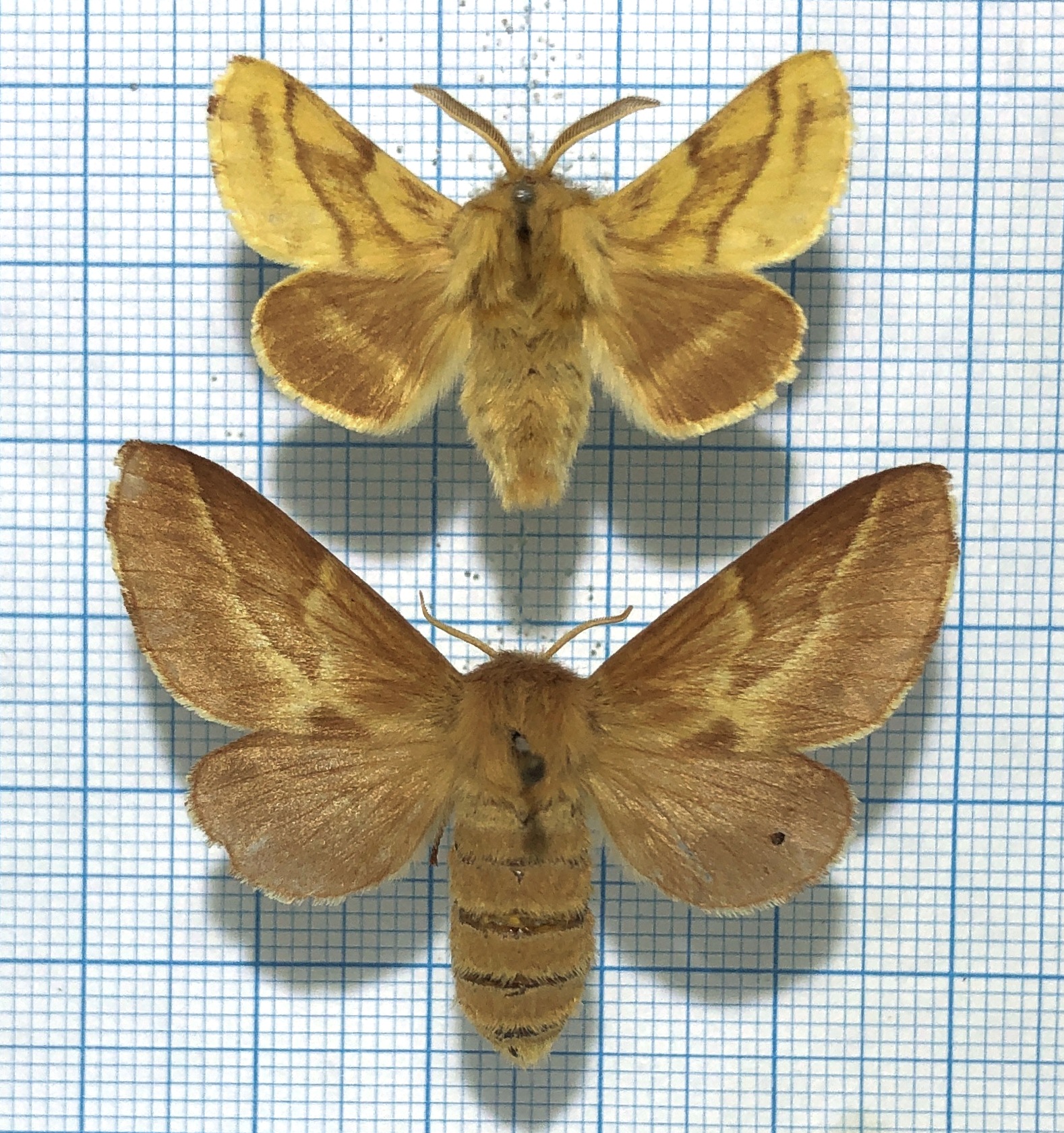 Malacosoma castrensis, pair, A-, Slovakia