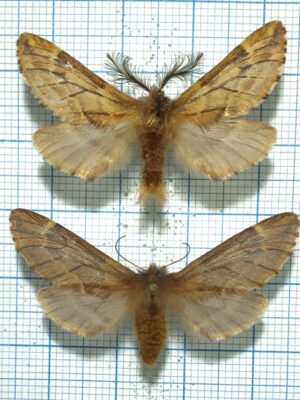 Ptilophora plumigera, pair, A1-, Czech Rep.