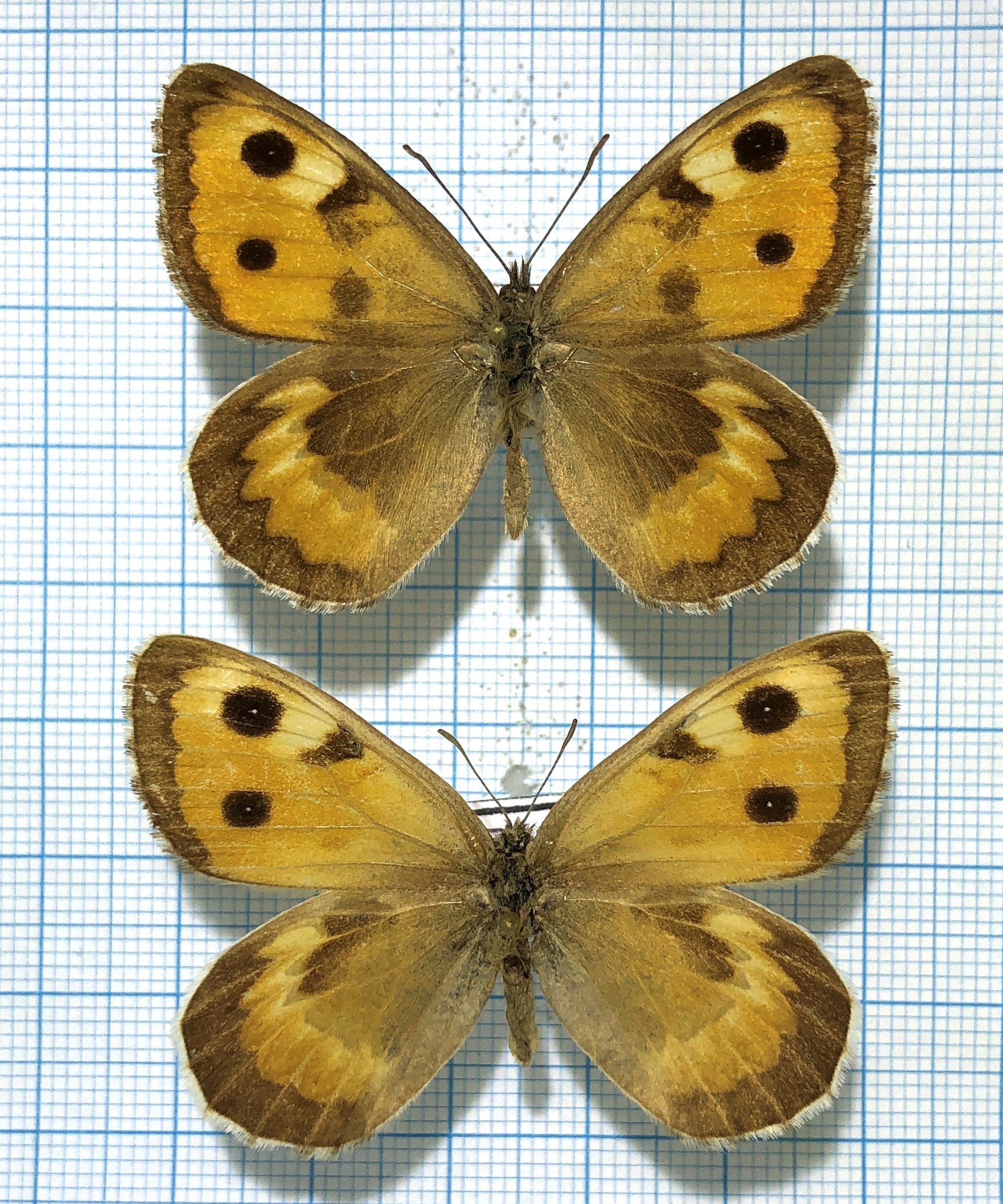 Karanasa pamira ornata, pair, A-, Tadjikistan