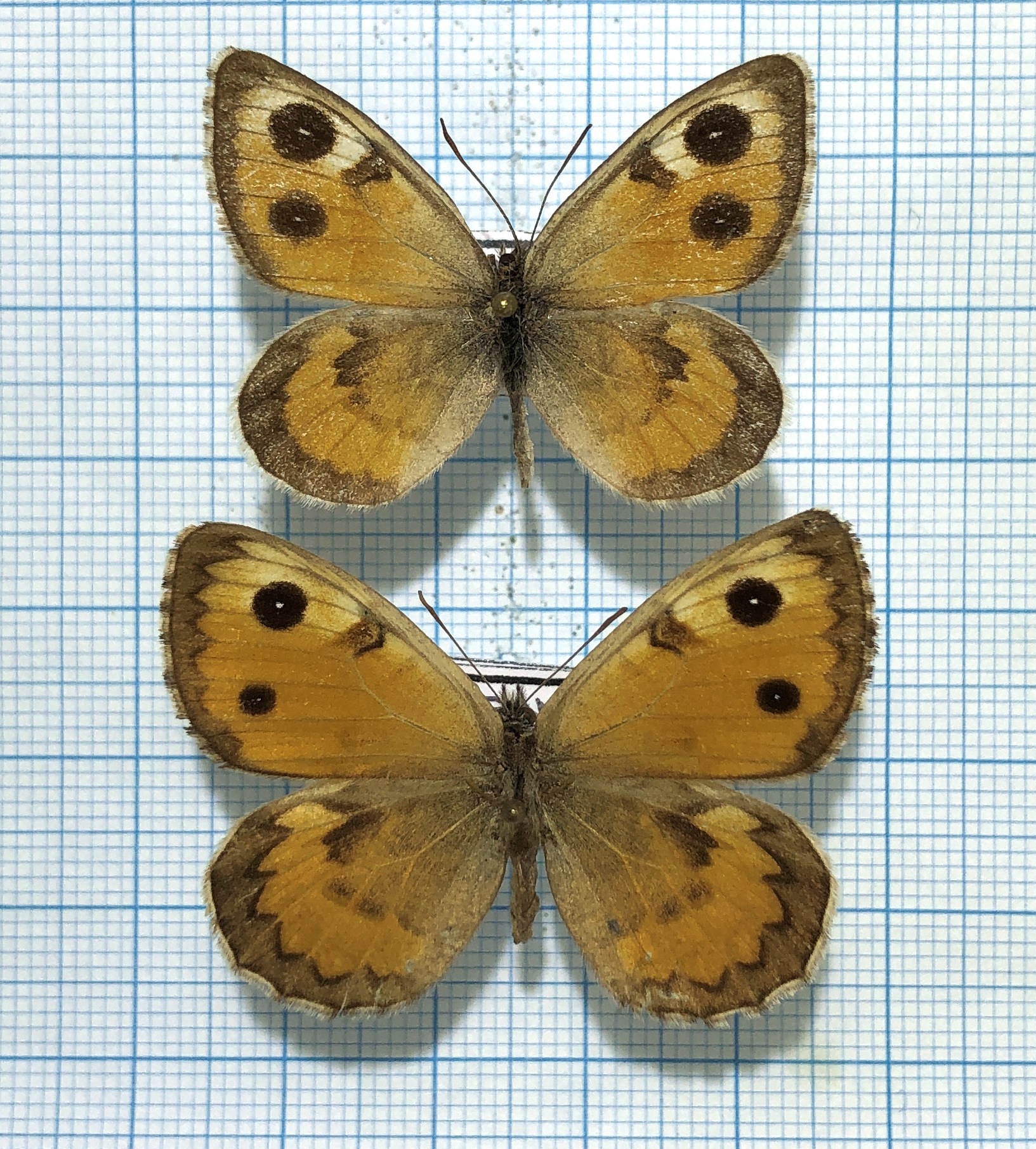 Karanasa wilkensi durana, pair, A-, Kyrgyzstan