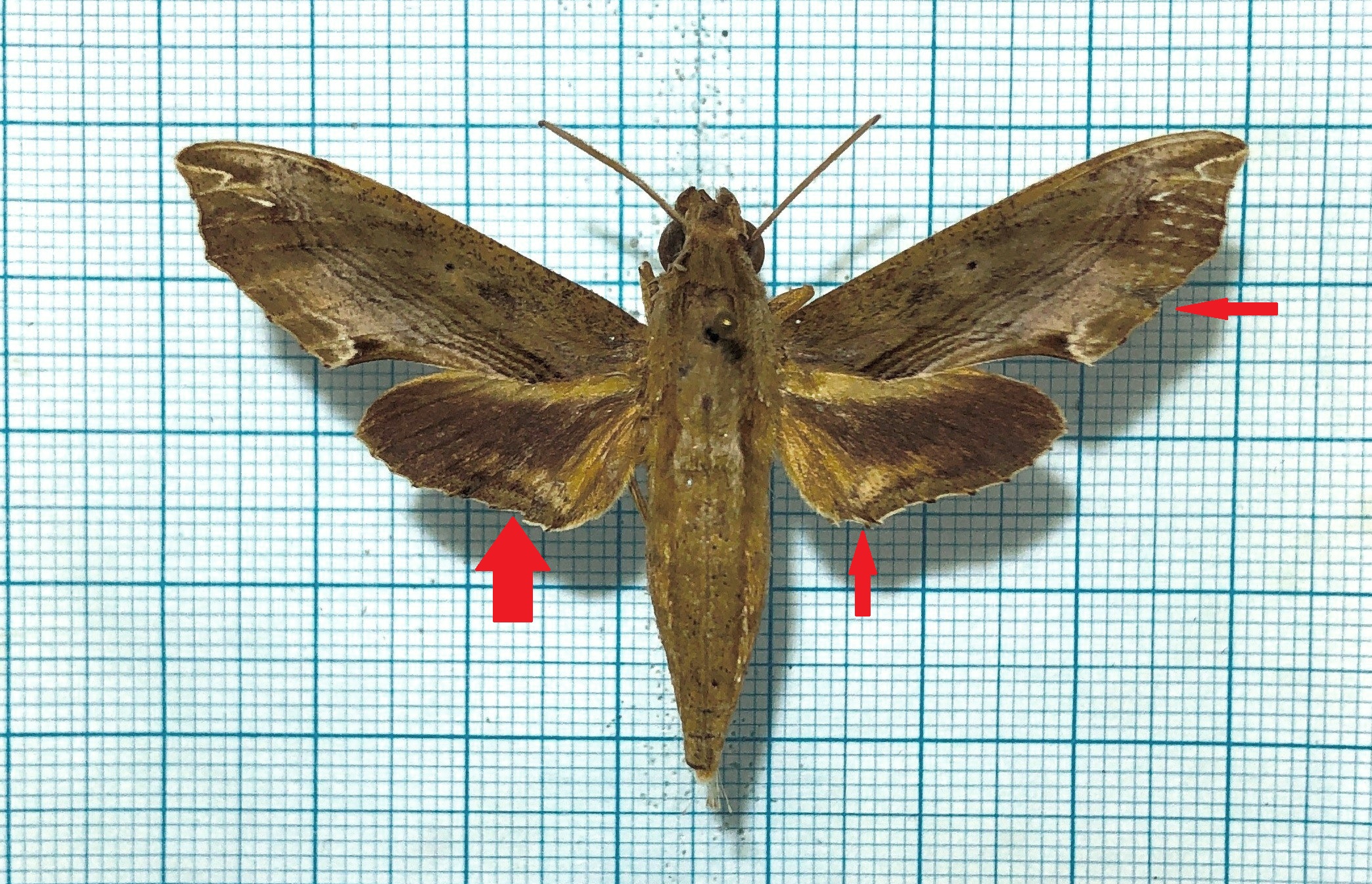 Eupanacra regularis (?), male, good A2, Indonesia #2 — изображение 2