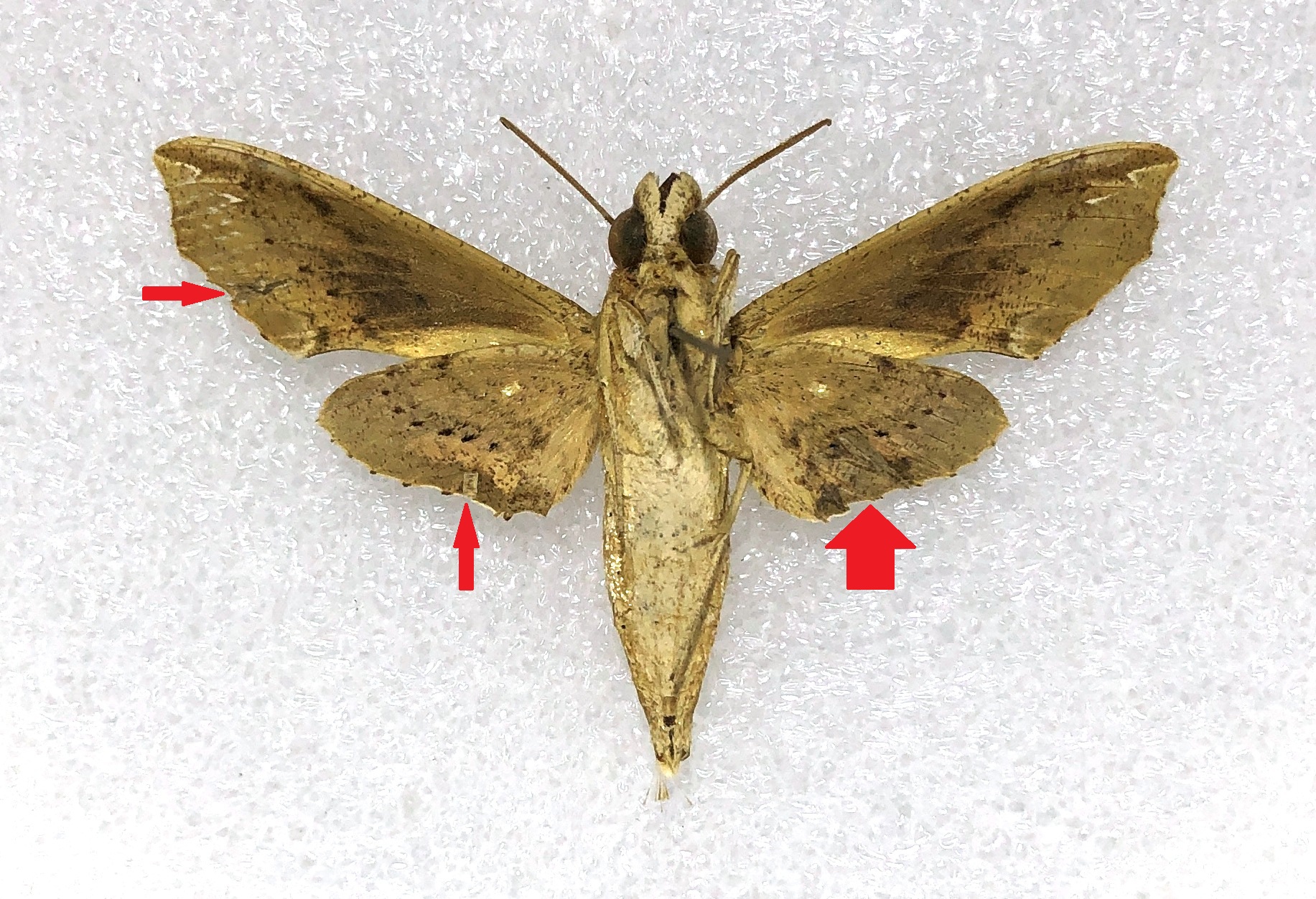 Eupanacra regularis (?), male, good A2, Indonesia #2 — изображение 3