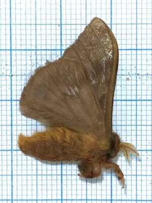 Saturniidae. Unmounted, Ecuador #2
