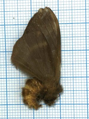 Saturniidae. Unmounted, Ecuador #3