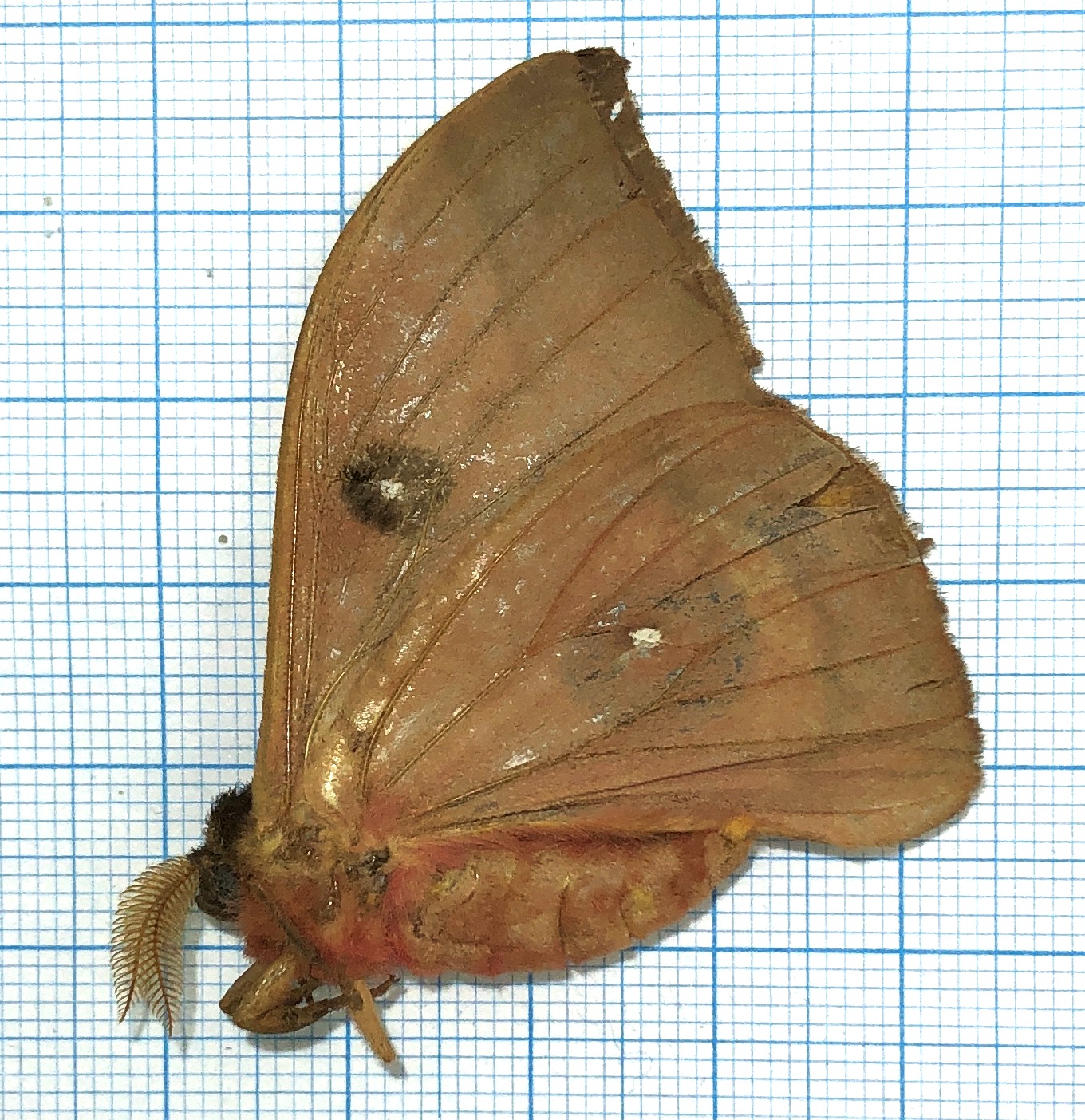 Saturniidae. Unmounted, Ecuador #4 — изображение 2