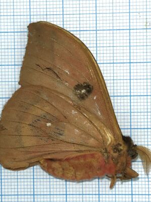 Saturniidae. Unmounted, Ecuador #4