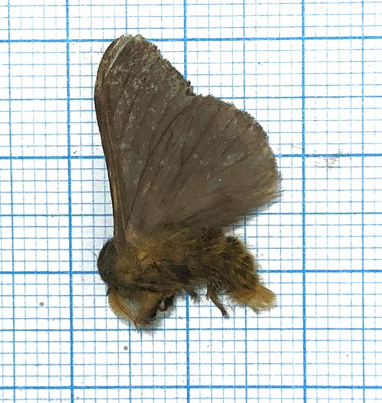 Saturniidae. Unmounted, Ecuador #7 — изображение 2