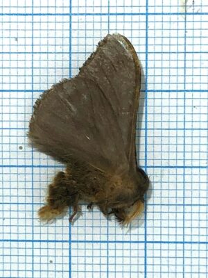 Saturniidae. Unmounted, Ecuador #7