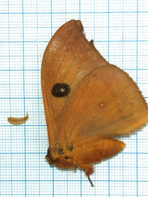 Saturniidae. Unmounted, Ecuador #8