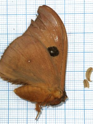 Saturniidae. Unmounted, Ecuador #8