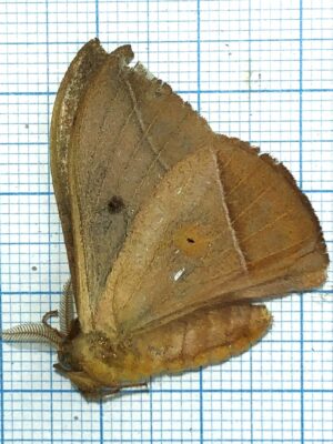 Saturniidae. Unmounted, Ecuador #9